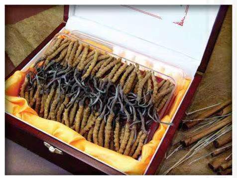 濠江冬虫夏草回收